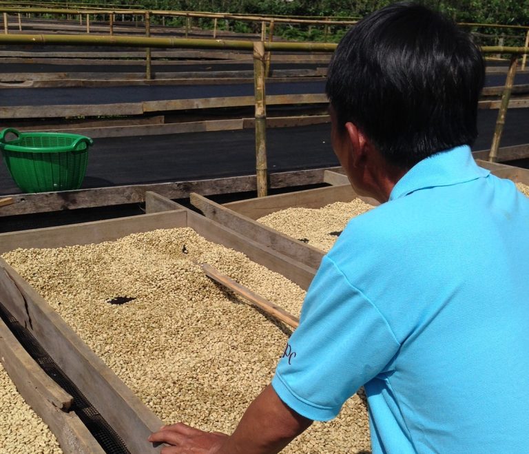 A Laotian farmer processes his coffee on his farm